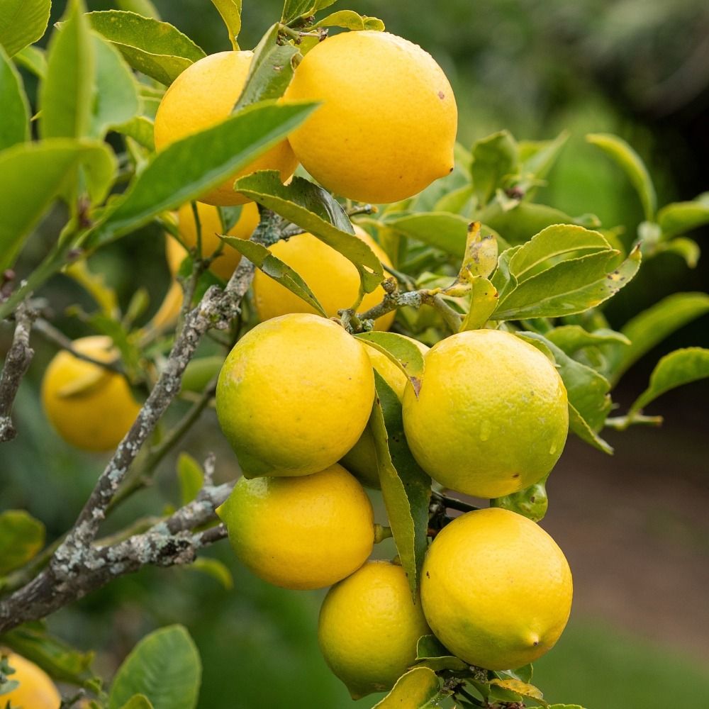 Citronnier ou citrus limon Meyer main product photo