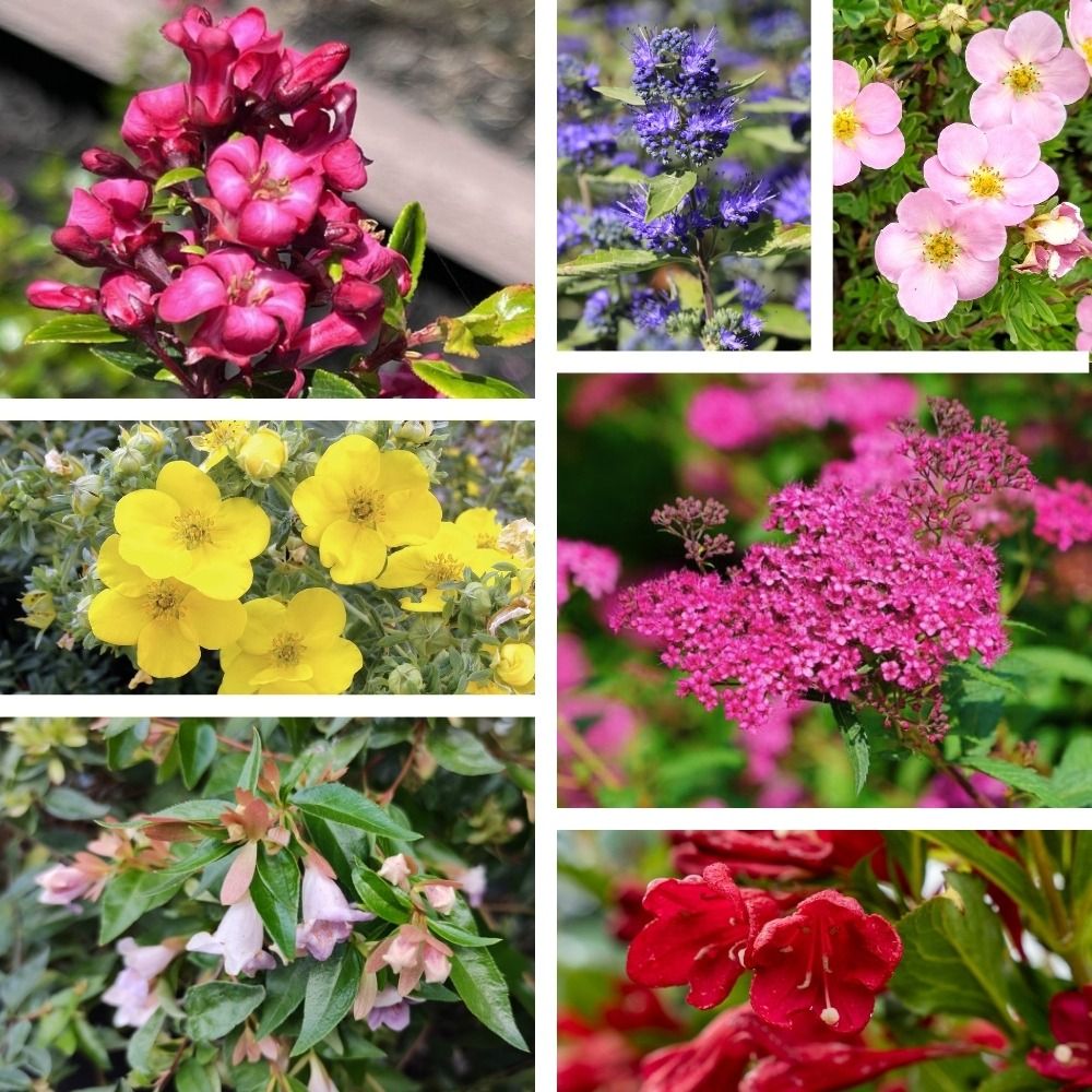 Colis haie fleurie basse main product photo