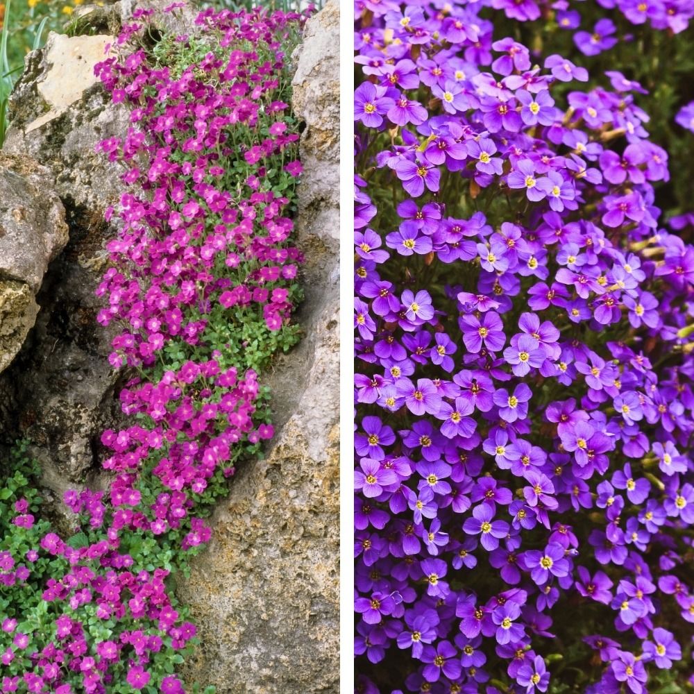 Collection de 12 aubriètes main product photo
