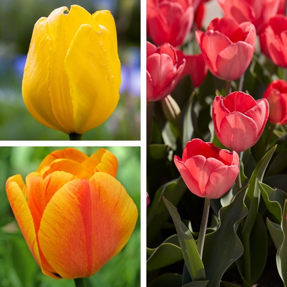 Collection de 35 Tulipes Darwin main product photo