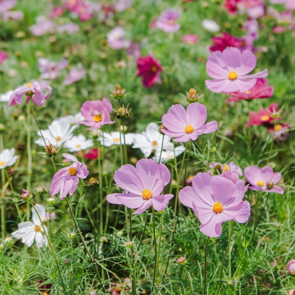 Cosmos Sensation nain varié main product photo