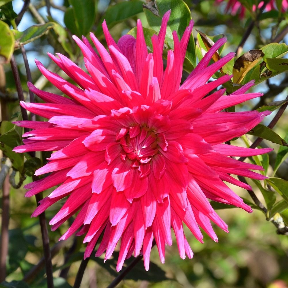 Dahlia cactus à grandes fleurs Allegro main product photo