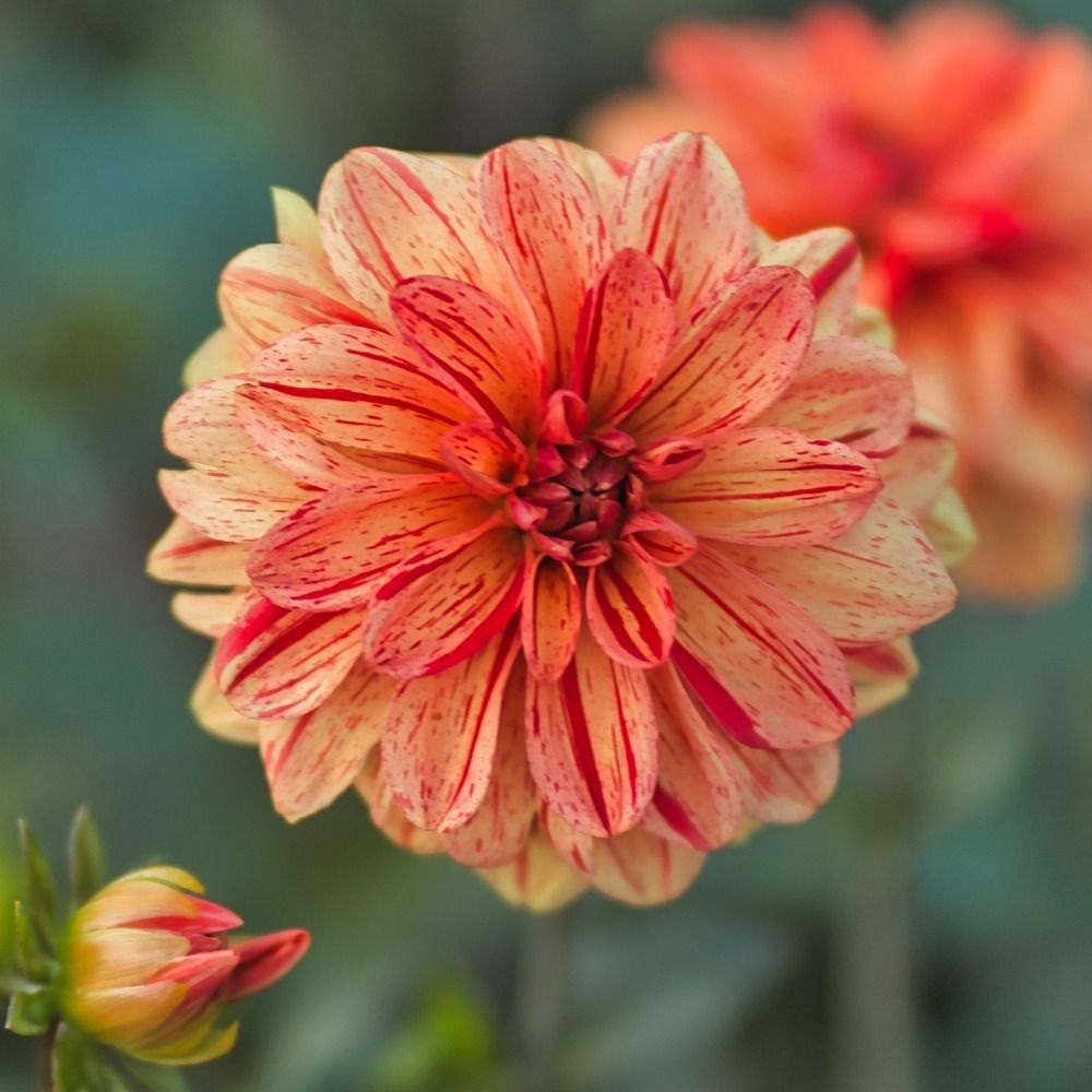 Dahlia buisson Les Sables d'Olonne main product photo