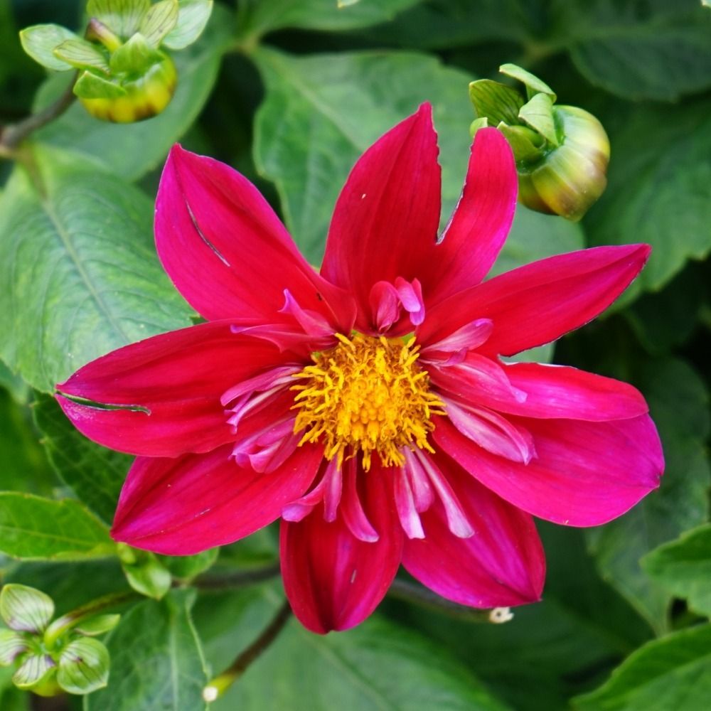 Dahlia collerette Cherry Star main product photo
