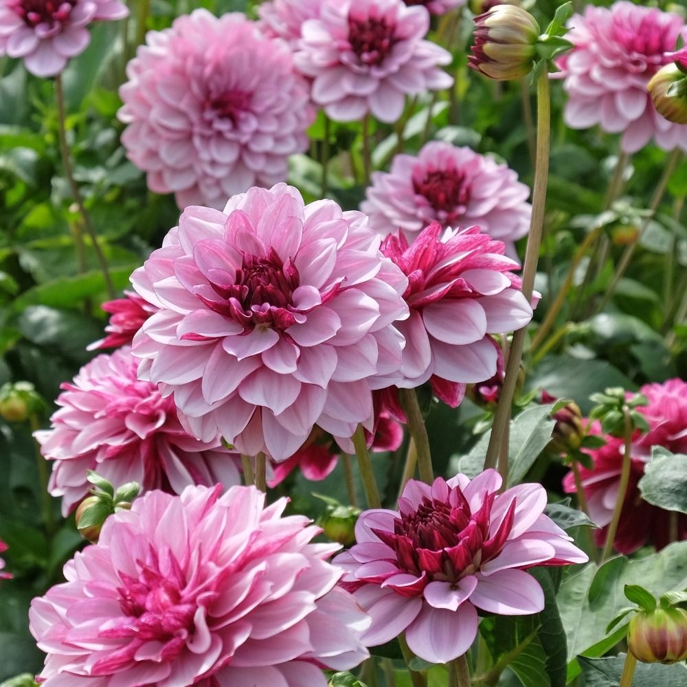 Dahlia décoratif Crème de Cassis main product photo