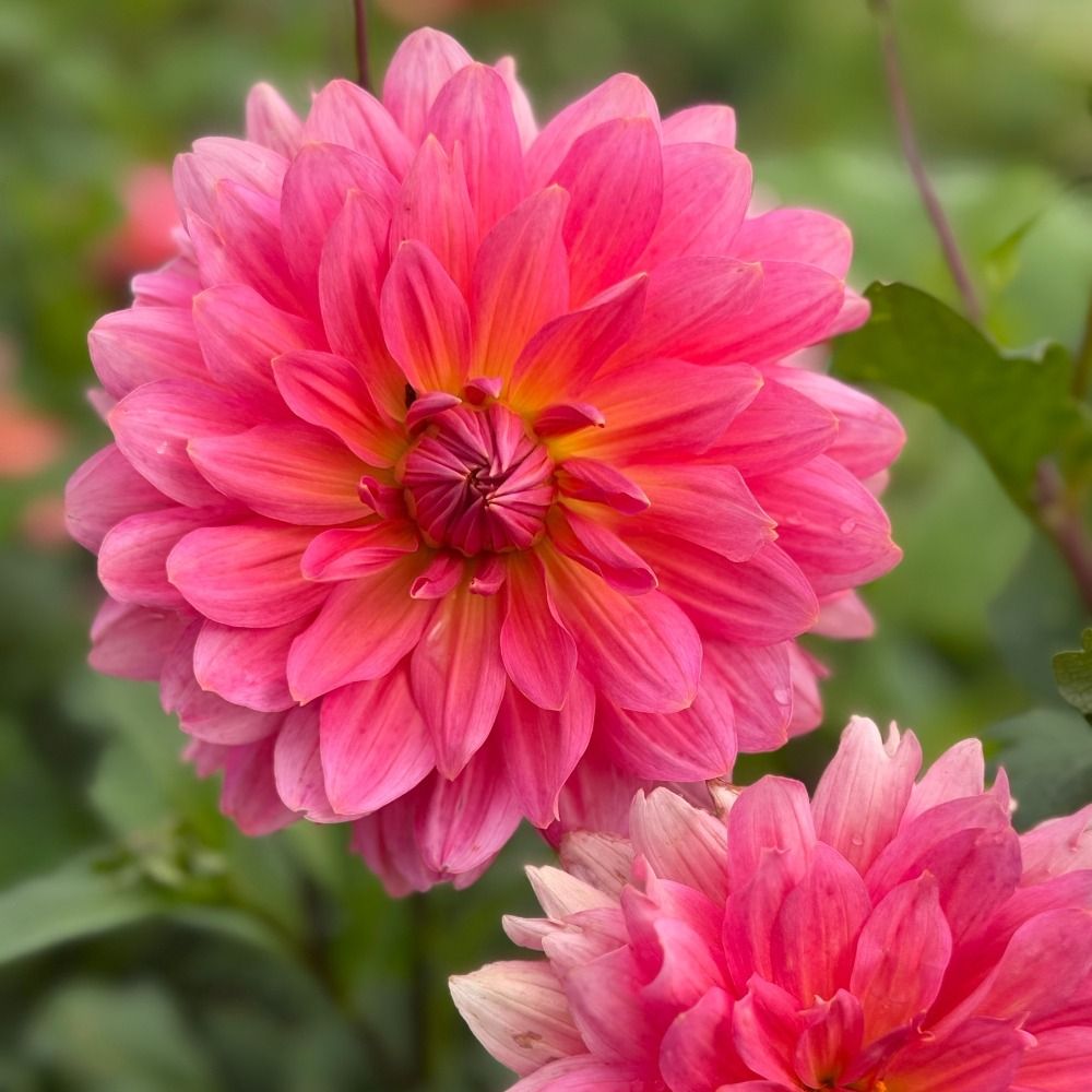 Dahlia décoratif à grandes fleurs Napoli main product photo