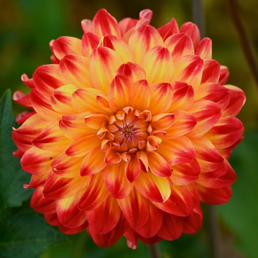 Dahlia décoratif Dynastie main product photo