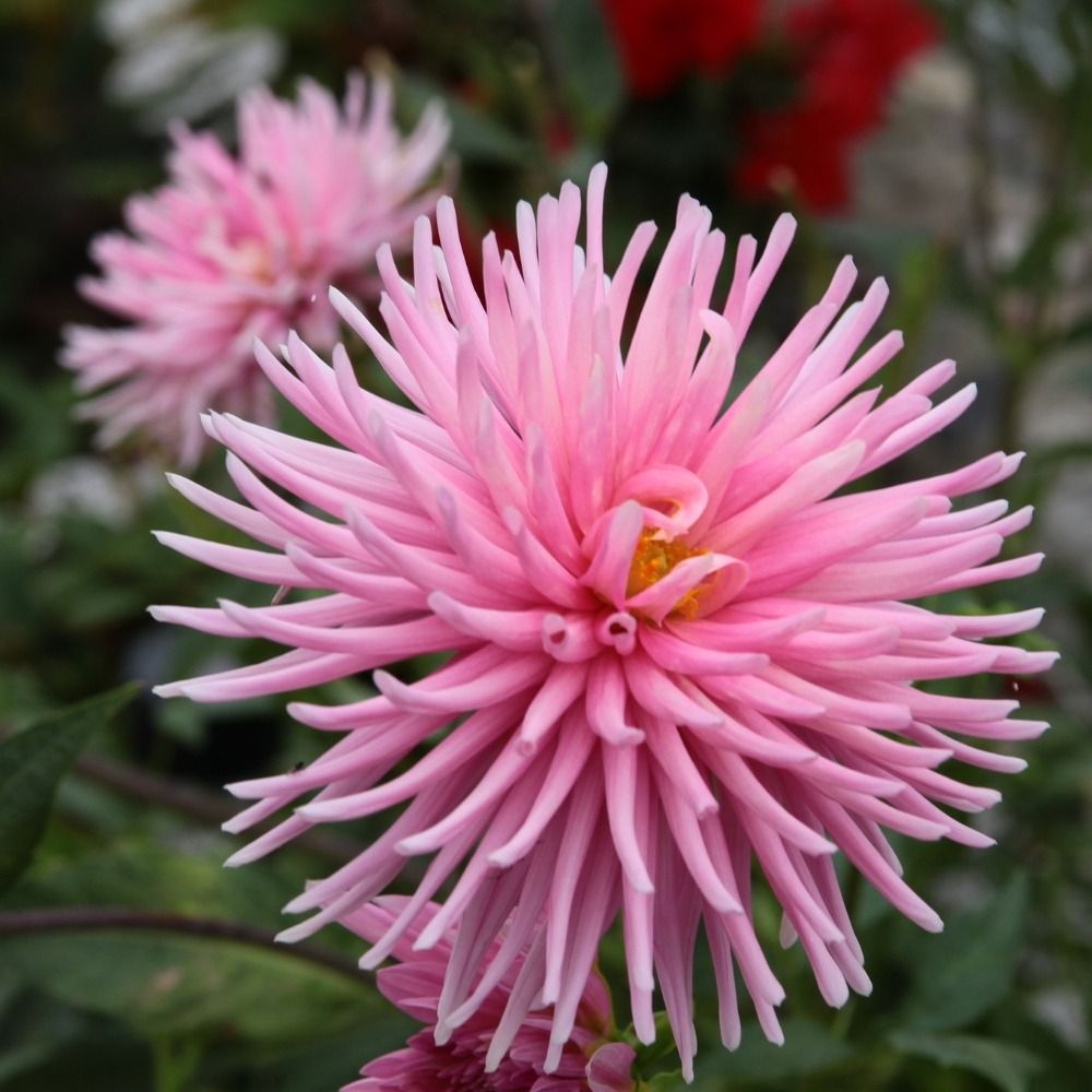 Dahlia nain cactus Harry Bo main product photo