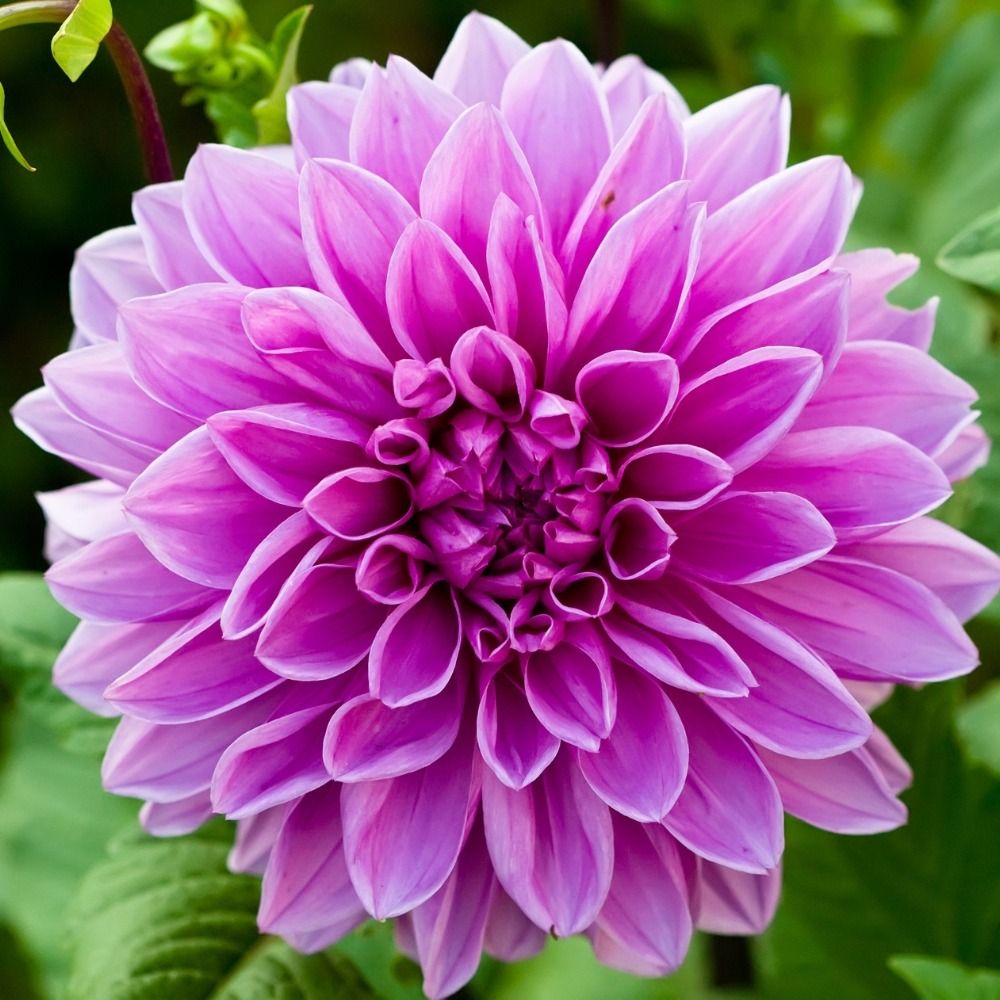 Dahlia décoratif à grandes fleurs Nikita main product photo