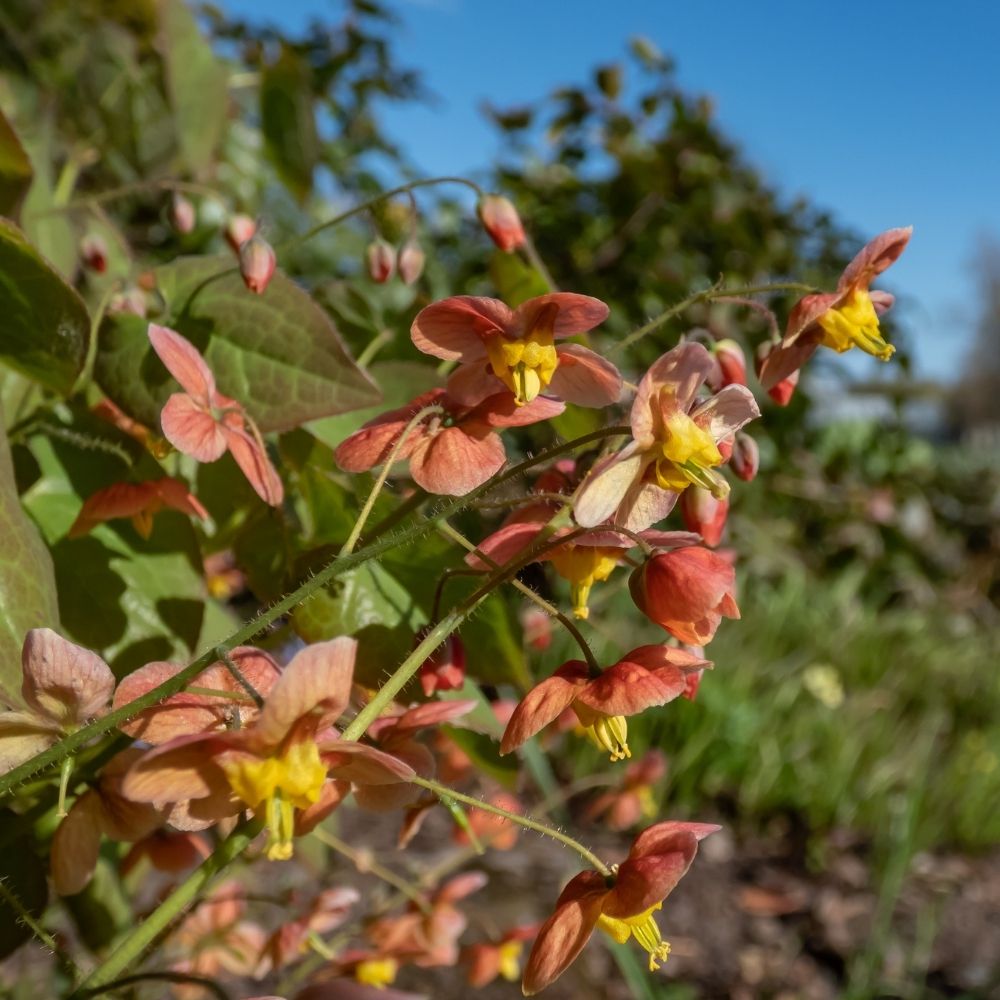 Fleur des Elfes, Epimedium Orangekönigin main product photo