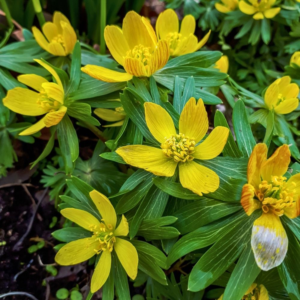 Eranthis Cilicica main product photo