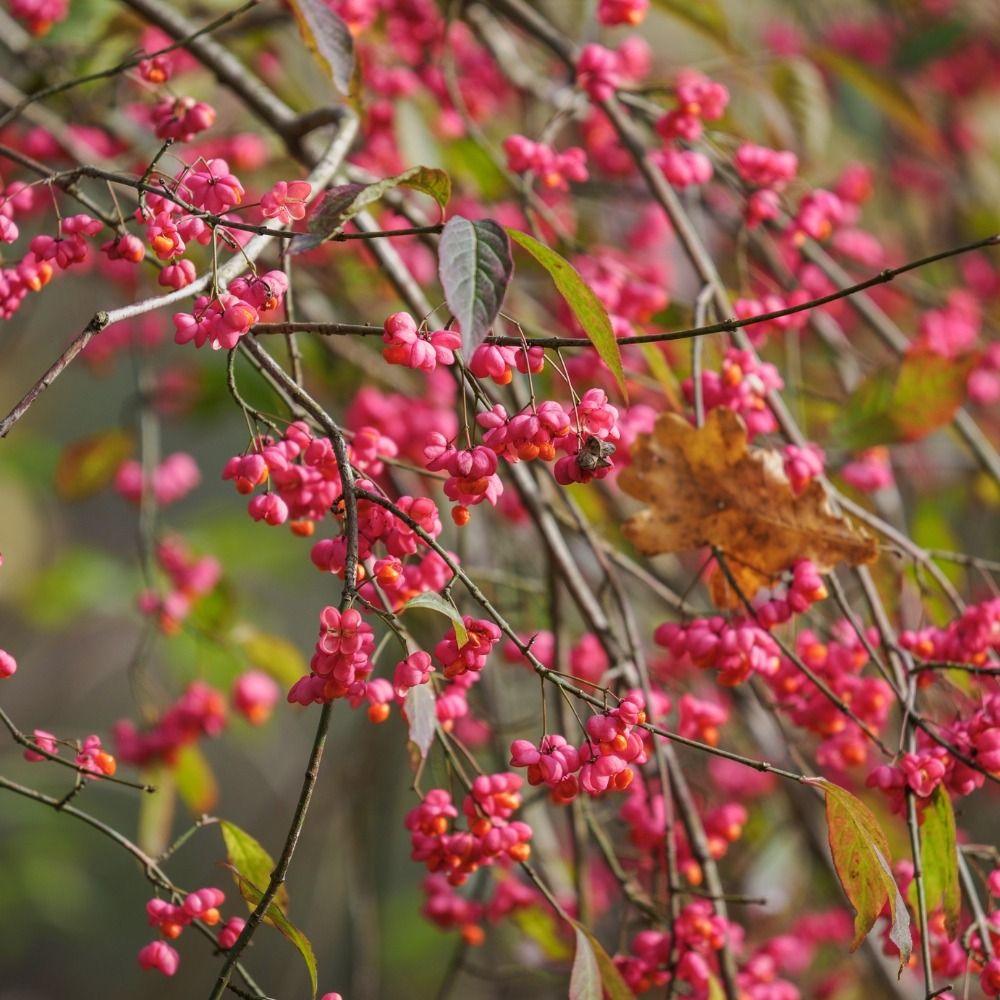 Fusain d'Europe main product photo