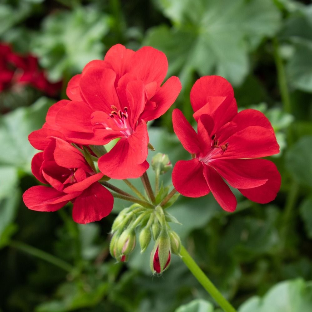 Géranium Lierre double BEACH ® Fisbeach main product photo