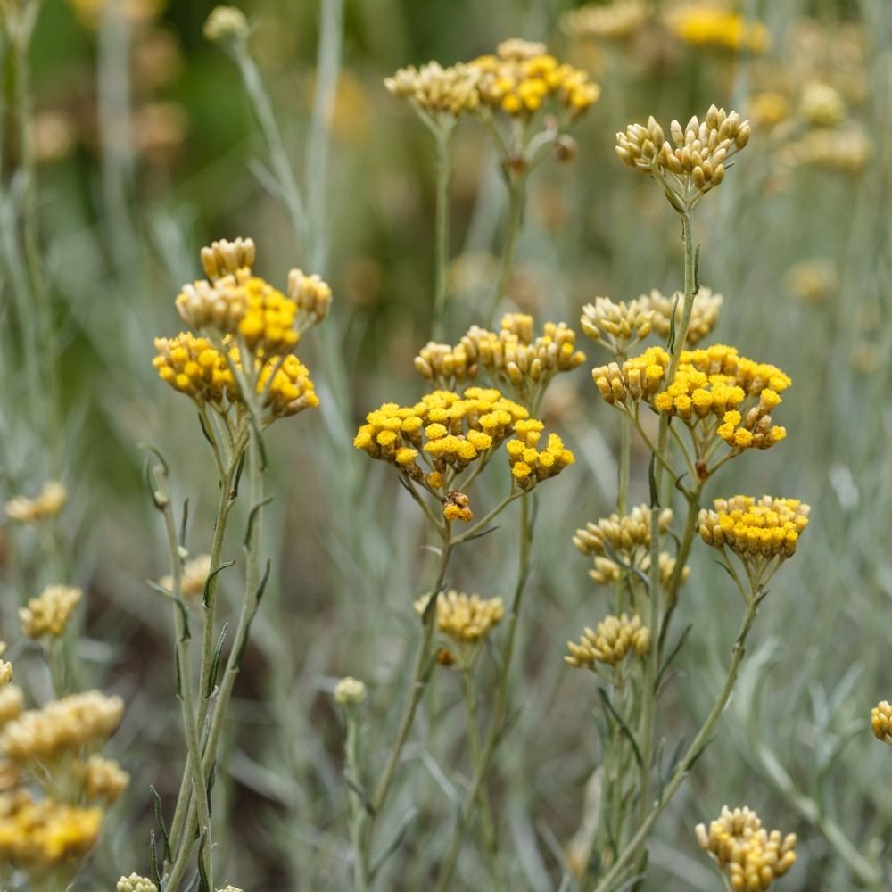 Helichrysum italicum, Plante-curry main product photo