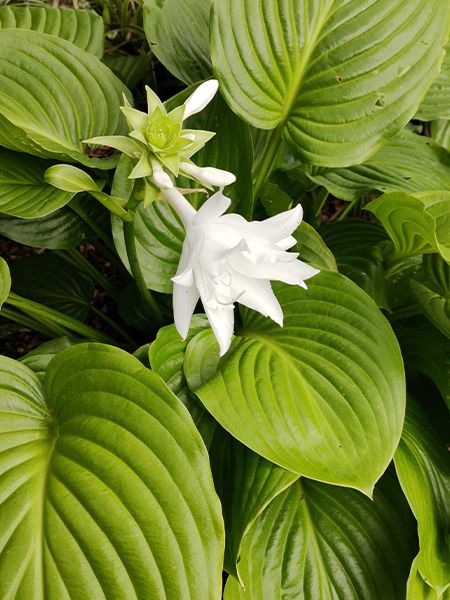 Hosta Venus main product photo