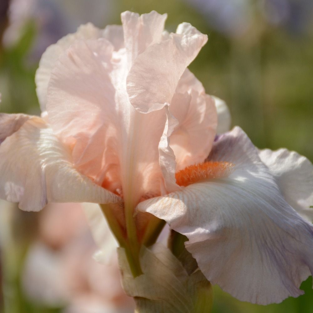 Iris à grandes fleurs One Desire main product photo