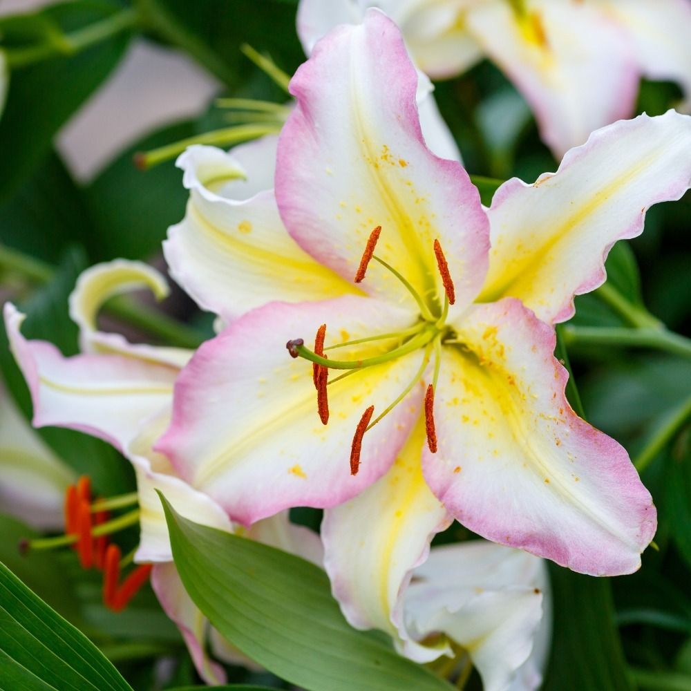 Lis ou Lys oriental Bergame main product photo