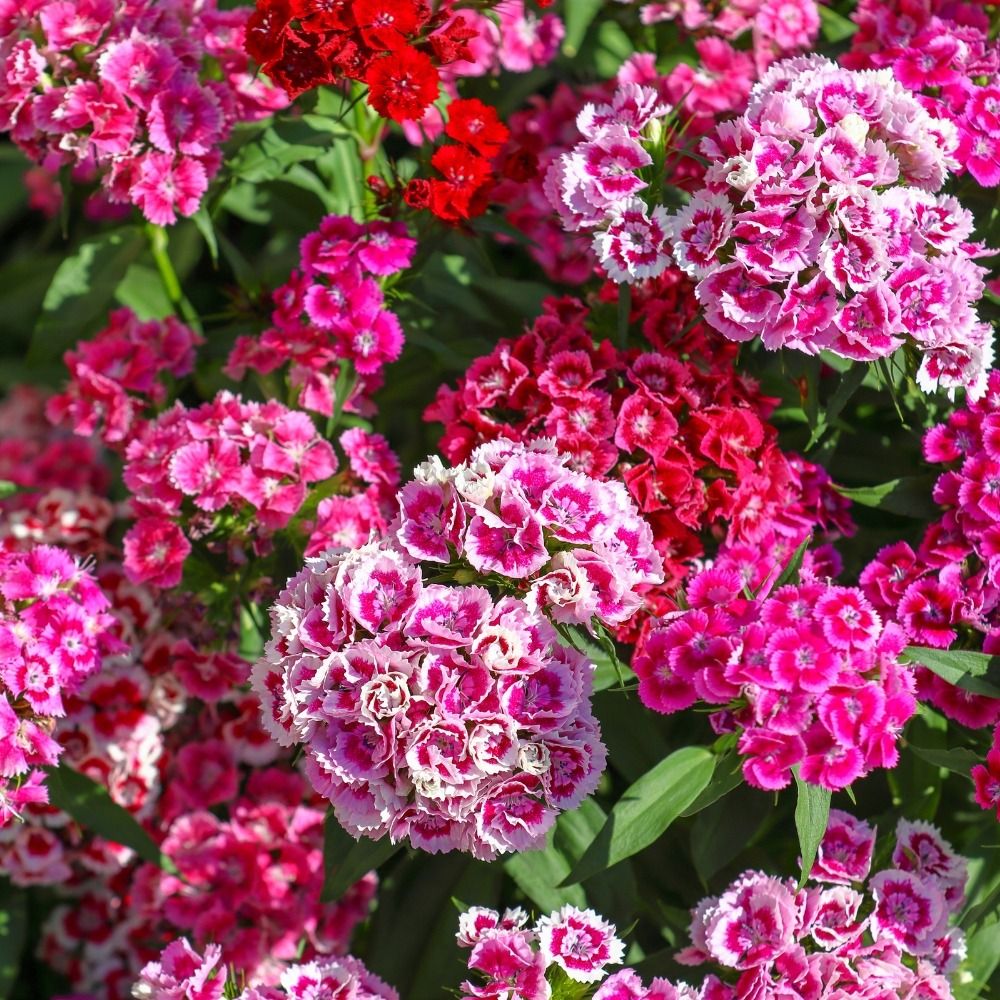 Oeillet de Poète double Pationata varié main product photo