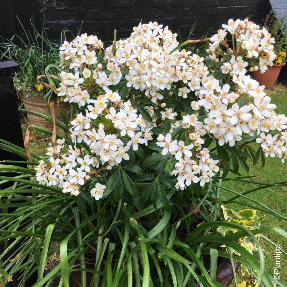 Oranger du Mexique GREENFINGERS ® Lissfing – Choisya ternata main product photo