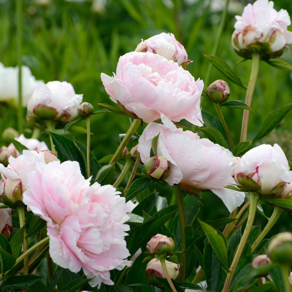Pivoine lactiflora hybride Noémie Demay main product photo