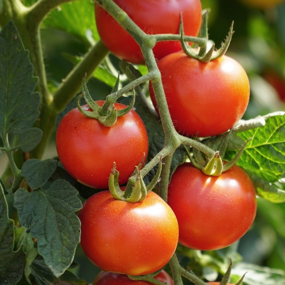 Plant de tomate ronde Paoline F1 greffé main product photo