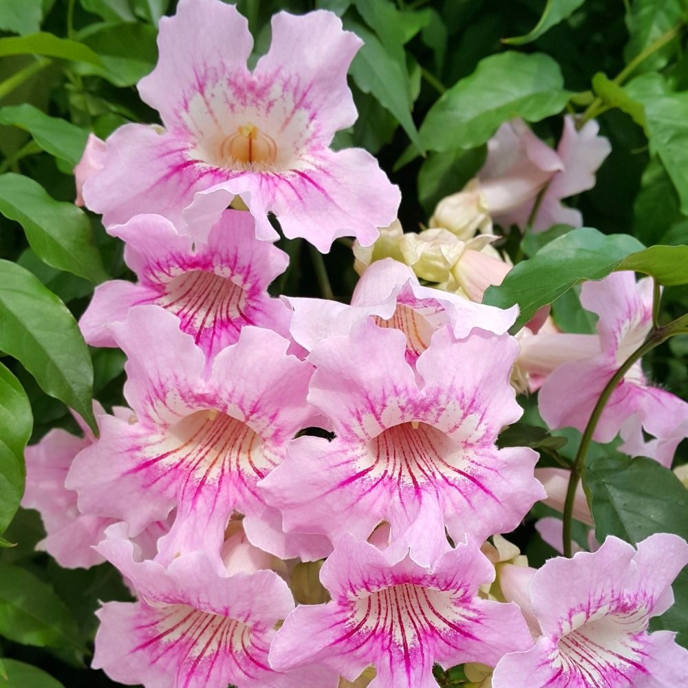Bignone rose du Zimbabwe, liane orchidée ou Podranea brycei main product photo