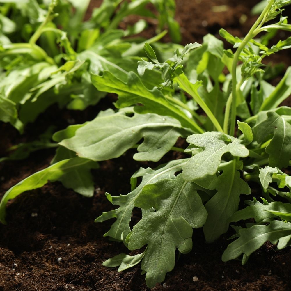 Roquette cultivée main product photo