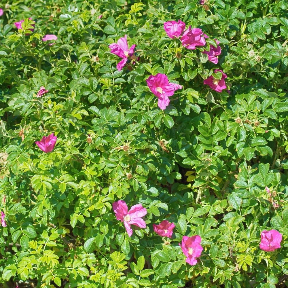 Rosa rugosa Rubra main product photo