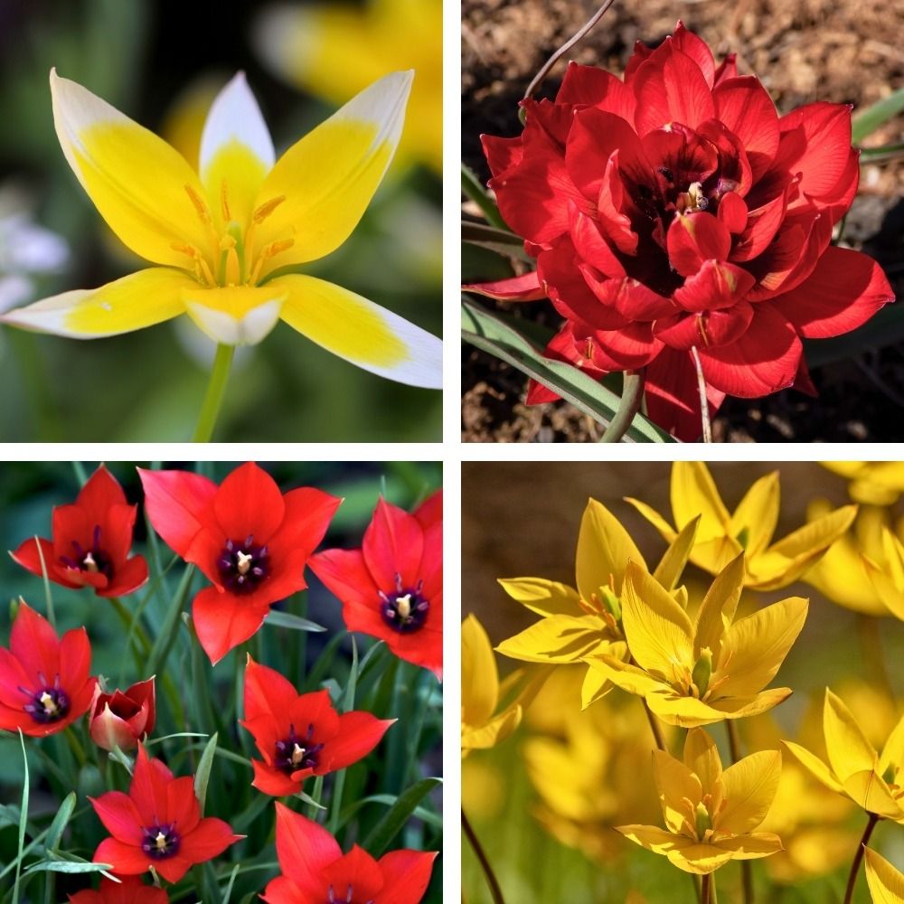 Tulipes naines mélange La Folie main product photo