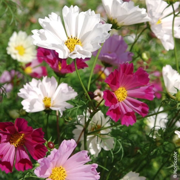 Cosmos Sensation à grandes fleurs varié