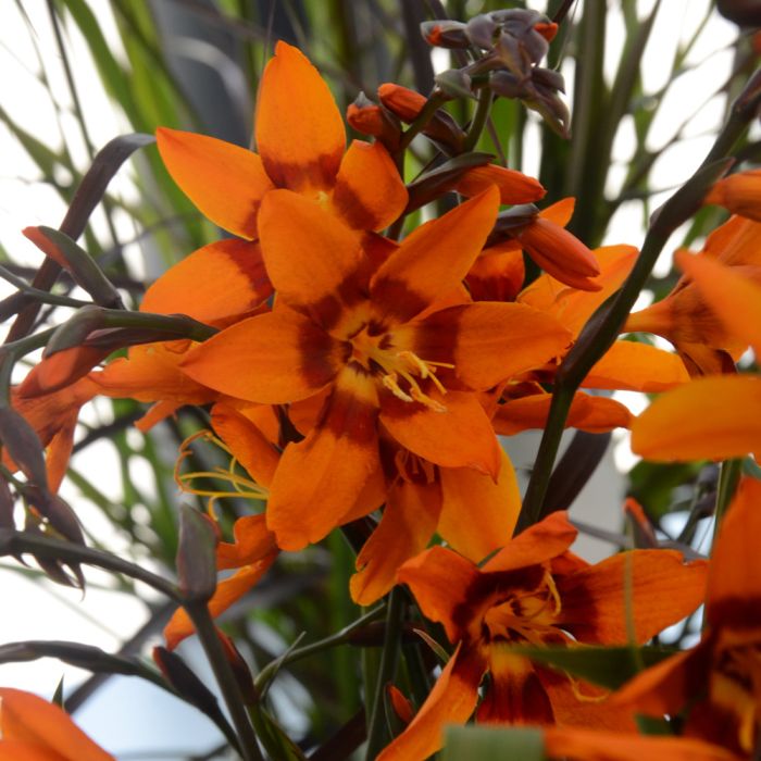 Crocosmia X ‘Emily McKenzie’