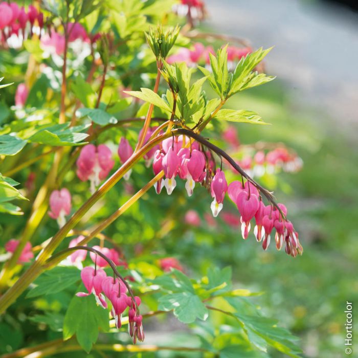 Le Guide : Bulbes à fleurs  Produits jardins - Meilland Richardier