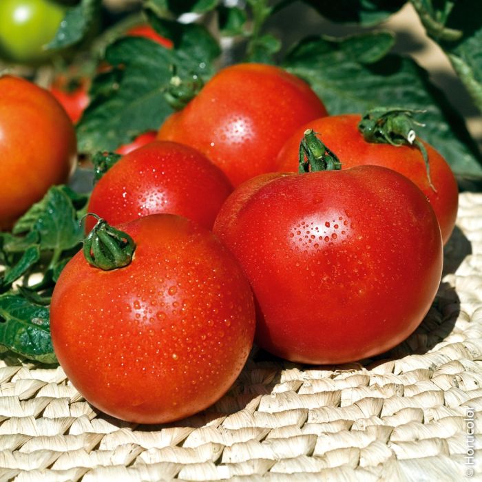 Plants de tomates, vente directe de plants de légumes Meilland Richardier