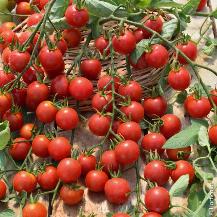 Tomate cerise Rubylicious greffée
