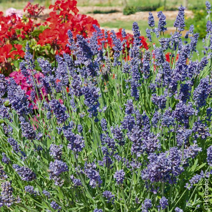 Lavande (Lavandula angustifolia) : plantation, taille, entretien