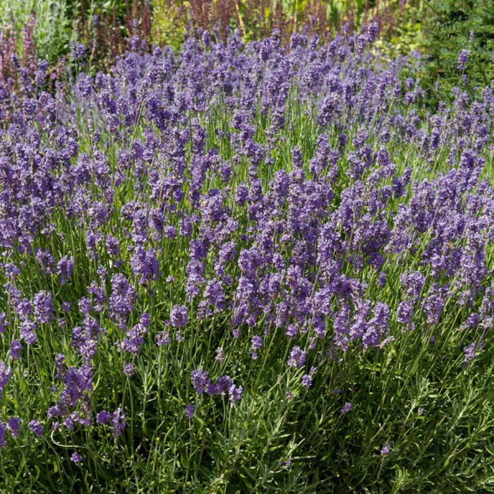 Lavandula angustifolia 'Munstead' (Lavande vraie)