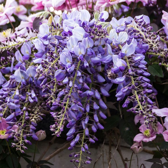 Glycine de Chine bleue 