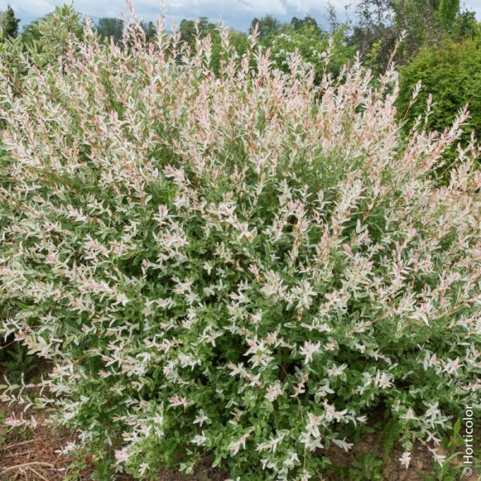 Saule Crevette, arbustes à feuillage décoratif Meilland Richardier