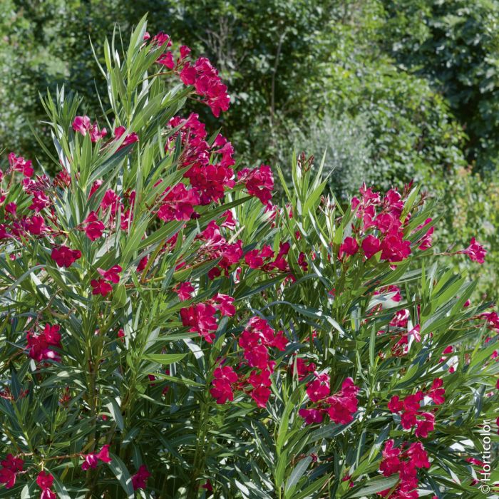 Laurier-rose à fleurs rouges - Nerium oleander