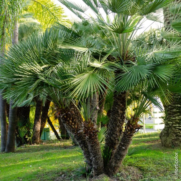 Palmier Chamaerops humilis ou palmier nain méditerranéen