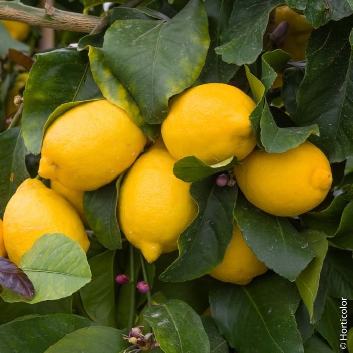 Protéger de l'hiver : le citronnier - Gamm vert