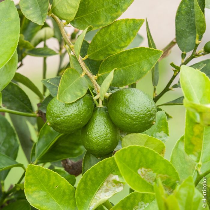 Citron vert lime ou Citrus aurantifolia, Agrume Meilland Richardier