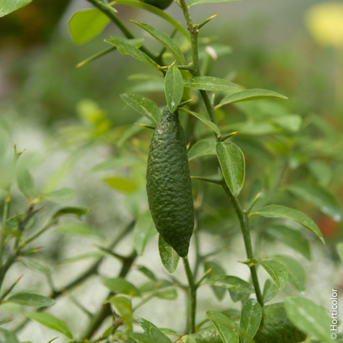 CITRONNIER CAVIAR ROSE, microcitrus australasica