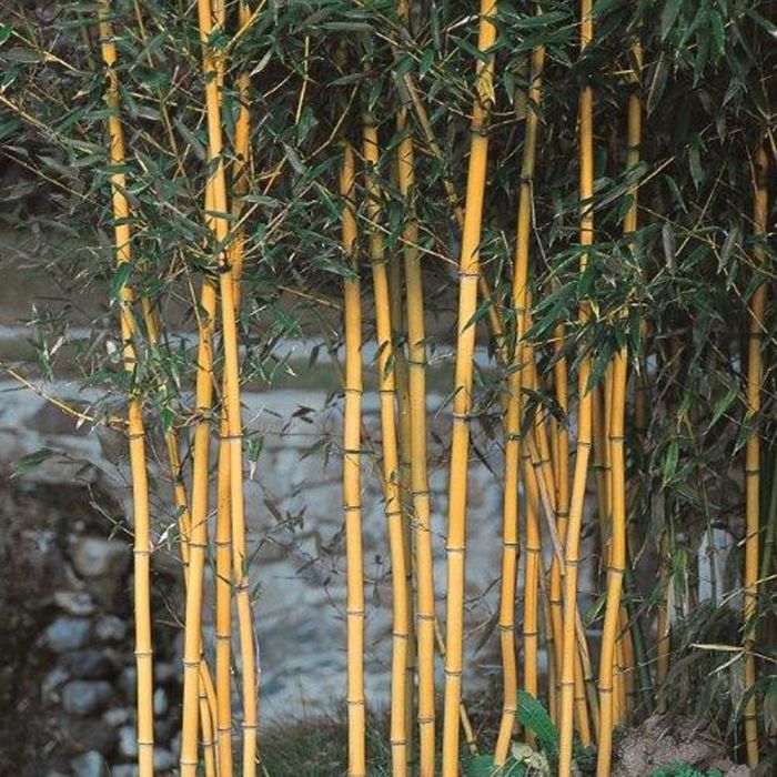 Bambou Phyllostachys Aureosulcata Aureocaulis