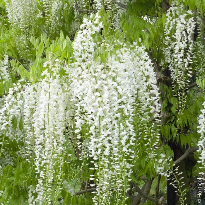 Glycine du Japon blanche, Wisteria floribunda Alba, plante
