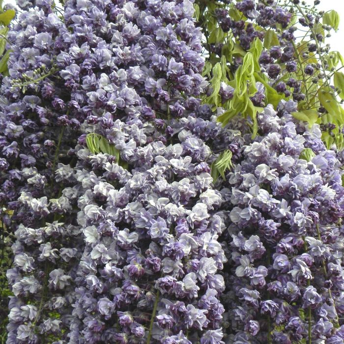 Jardin. Magie de la glycine