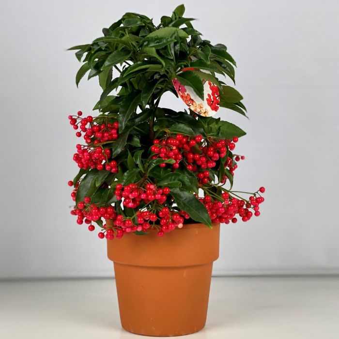 Ardisie à feuilles crénelées, Ardisia crenata, plantes d'orangerie Meilland Richardier