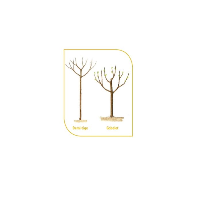 Forme d'un arbre fruitier en demi-tige et en gobelet sans motte