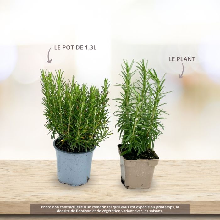 Plant de Romarin