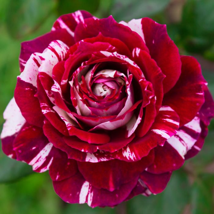 Rosier buisson rouge strié JULIO IGLESIAS ® Meistemon